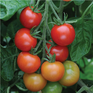 Tomato Cherry 'Gardeners Delight'